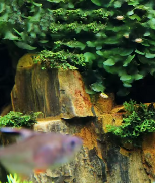 Natuurlijke Aquarium Stenen – Decoratieve Rotstuin Aquarium Decor