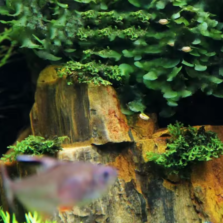 Natuurlijke Aquarium Stenen – Decoratieve Rotstuin Aquarium Decor