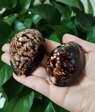 Set van 2 Natuurlijke Zeeschelpen – Gepolijste Decoratie Schelpen