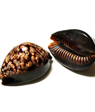 Set van 2 Natuurlijke Zeeschelpen – Gepolijste Decoratie Schelpen