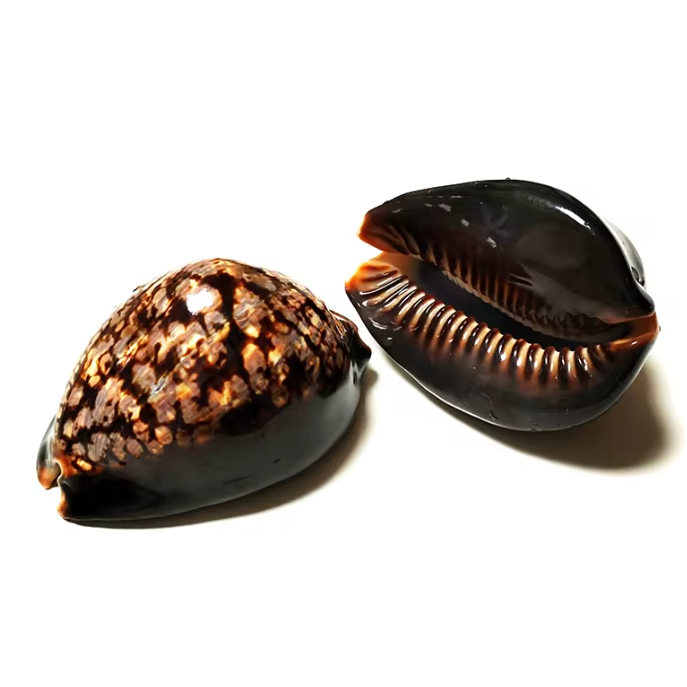 Set van 2 Natuurlijke Zeeschelpen – Gepolijste Decoratie Schelpen