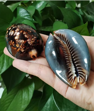 Set van 2 Natuurlijke Zeeschelpen – Gepolijste Decoratie Schelpen