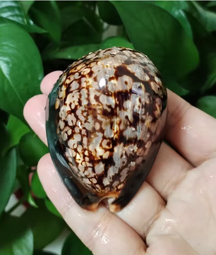 Set van 2 Natuurlijke Zeeschelpen – Gepolijste Decoratie Schelpen