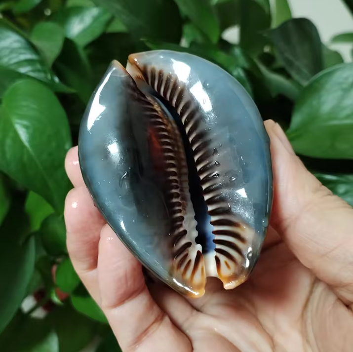 Set van 2 Natuurlijke Zeeschelpen – Gepolijste Decoratie Schelpen