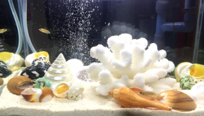 Set van 2 Natuurlijke Zeeschelpen – Gepolijste Decoratie Schelpen