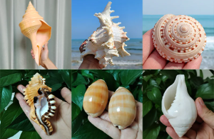 Set van 2 Natuurlijke Zeeschelpen – Gepolijste Decoratie Schelpen