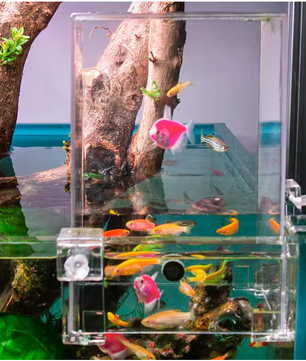 Acryl Aquarium Voederkamer – Negatieve Druk Isolatie en Observatie Box