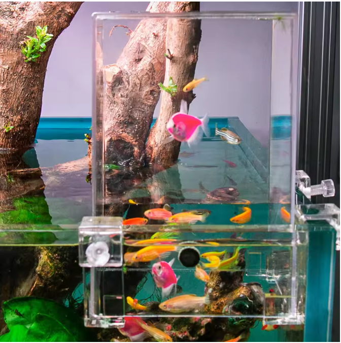 Acryl Aquarium Voederkamer – Negatieve Druk Isolatie en Observatie Box