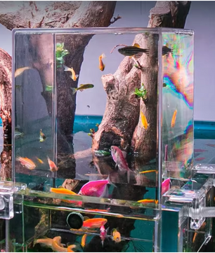 Acryl Aquarium Voederkamer – Negatieve Druk Isolatie en Observatie Box