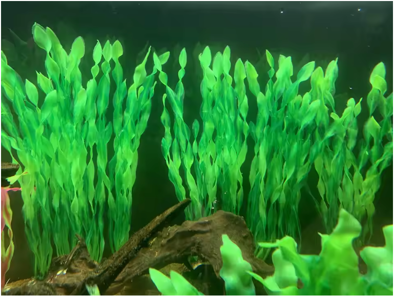 Set Kunstmatige Aquariumplanten – Plastic Zeewier en Watergras Decoratie (5 of 10 Stuks)