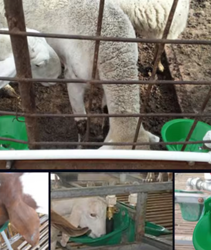 Automatische Drinkbak voor Schapen en Vee – Kunststof Waterbak