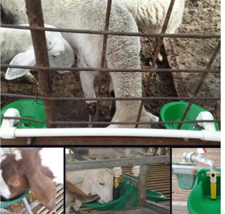 Automatische Drinkbak voor Schapen en Vee – Kunststof Waterbak