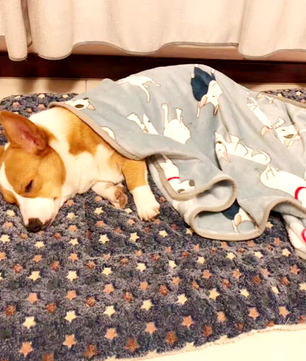 Zachte Flanellen Hondenmat | Warm, Comfortabel & Stevig Nest