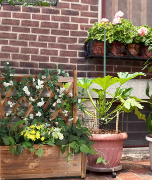 Verhoogd Tuinbed met Latwerk – Houten Plantenbak voor Groenten, Kruiden en Bloemen, Binnen en Buiten, Antieke Stijl
