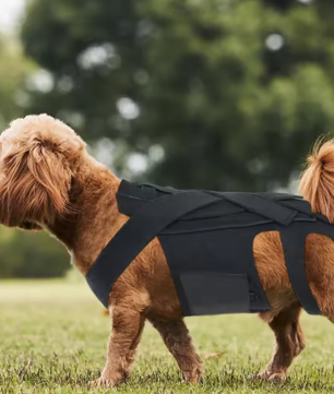 Ademende Honden Rugbrace – Comfortabele Rugbeschermer voor Herstel & Revalidatie