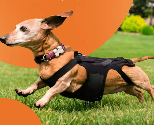 Ademende Honden Rugbrace – Comfortabele Rugbeschermer voor Herstel & Revalidatie