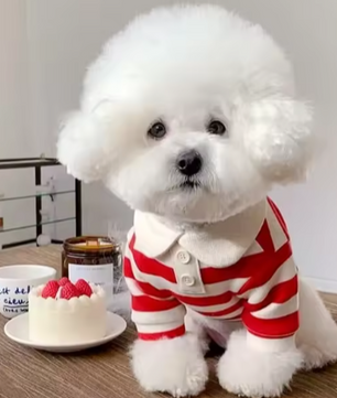 Zomer Poloshirt voor Honden – Ademend Katoen & Sportieve Streep