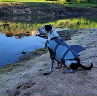 Honden Reddingsvest – Veilig Zwemvest met Handvat & Haai Design
