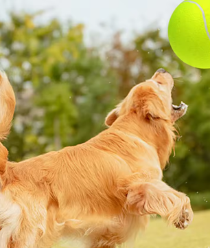 Oversized Opblaasbare Tennisbal 24 cm – Inclusief Pomp voor Hond, Kat & Kinderen