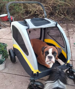 Premium Honden- en Kattenwagen – Opvouwbare 4-Wiel Pet Jogger