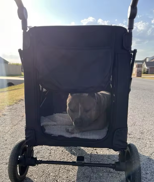 Grote Honden- en Kattenwagen – Opvouwbare Wandelwagen tot 55 kg