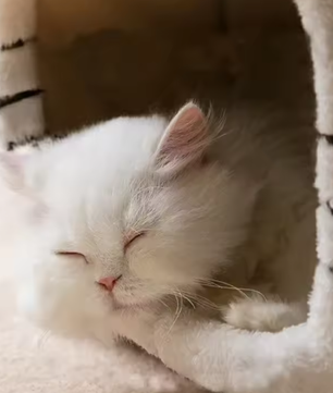Houten kattenhuis met balkon – 2 verdiepingen voor binnen & buiten