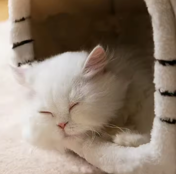 Houten kattenhuis met balkon – 2 verdiepingen voor binnen & buiten