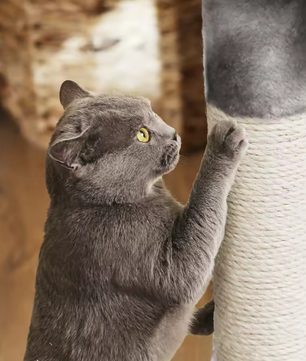 Krabpaal Kattenboom – 120 cm Hoog, 2 Grotten & Uitkijkplatform