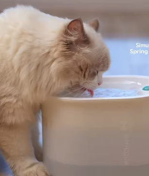 Draadloze Drinkfontein Kat – 2L Automatische Waterfontein met Sensor