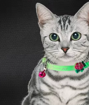 Fluorescerende Kattenhalsband – Siliconen Nekband met Bel & Reflectie