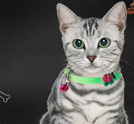 Fluorescerende Kattenhalsband – Siliconen Nekband met Bel & Reflectie