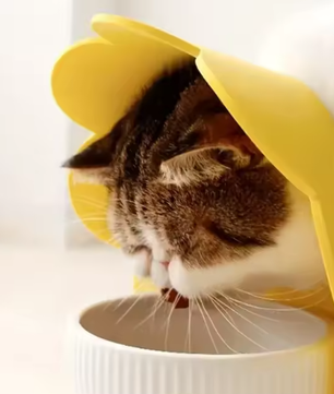 Beschermende Huisdierhalsband – Medische Kegel voor Katten & Honden