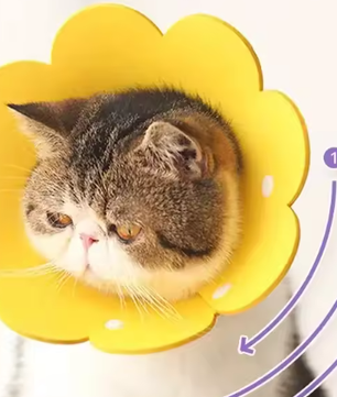 Beschermende Huisdierhalsband – Medische Kegel voor Katten & Honden