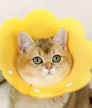 Beschermende Huisdierhalsband – Medische Kegel voor Katten & Honden