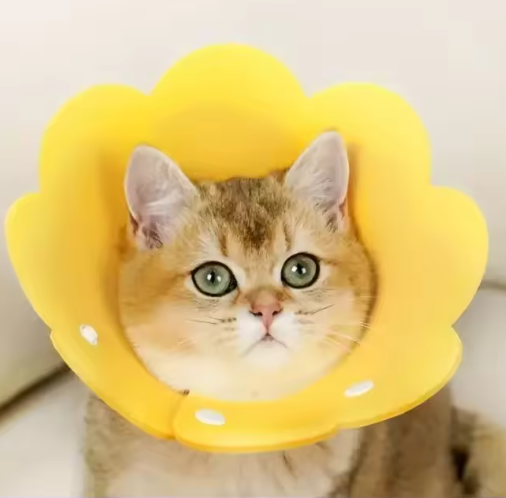 Beschermende Huisdierhalsband – Medische Kegel voor Katten & Honden