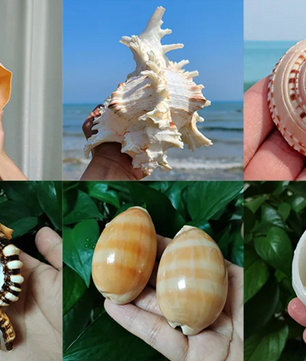 Set van 2 Natuurlijke Zeeschelpen – Gepolijste Decoratie Schelpen