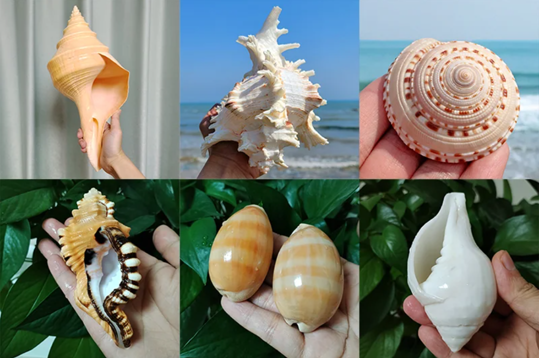 Set van 2 Natuurlijke Zeeschelpen – Gepolijste Decoratie Schelpen