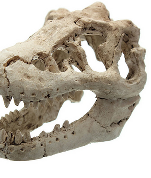 Dinosaurus Fossiel Aquarium Decoratie – Hars Ornament voor Aquarium en Terrarium