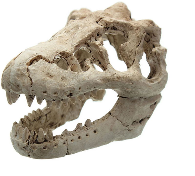Dinosaurus Fossiel Aquarium Decoratie – Hars Ornament voor Aquarium en Terrarium
