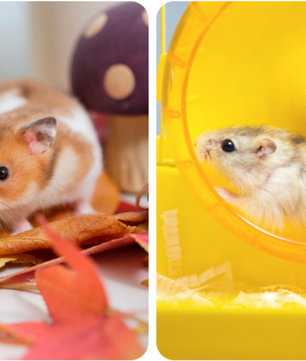 Houten Hamster Klimplatform – Speel- en Rustplek voor Kleine Dieren