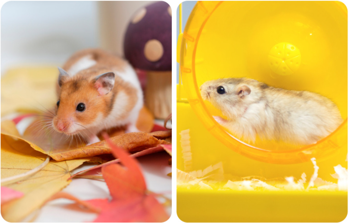 Houten Hamster Klimplatform – Speel- en Rustplek voor Kleine Dieren