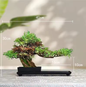 LED Bonsai Boom – Kunstmatige Potplant Decoratie voor Woonkamer en Tuin