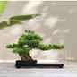 LED Bonsai Boom – Kunstmatige Potplant Decoratie voor Woonkamer en Tuin
