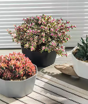 Eenvoudige Bloempot voor Binnen – Kunststof Plantenpot met Grote Opening en Bodembak