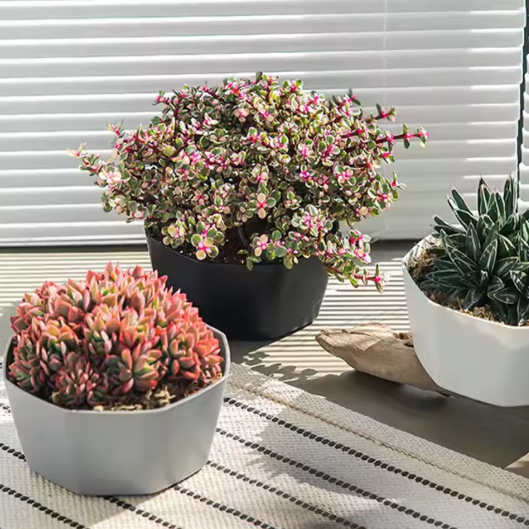 Eenvoudige Bloempot voor Binnen – Kunststof Plantenpot met Grote Opening en Bodembak