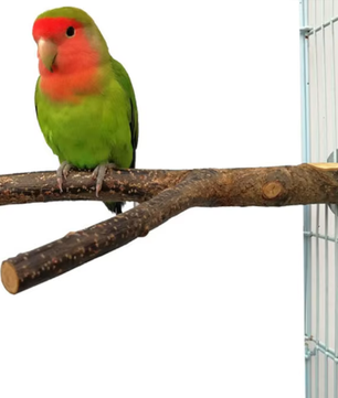 Natuurlijke Houten Vogel Zitstok – Papegaai Zitstok met Platform voor Vogelkooi