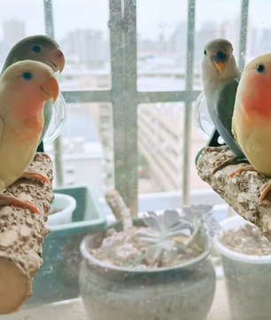 Houten Vogelbaars met Zuignap voor Raam, Spiegel en Douche – Natuurlijke Zitstok voor Huisdier Vogels