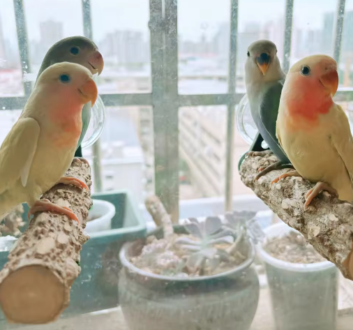 Houten Vogelbaars met Zuignap voor Raam, Spiegel en Douche – Natuurlijke Zitstok voor Huisdier Vogels