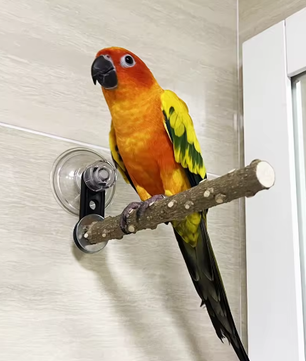 Houten Vogelbaars met Zuignap voor Raam, Spiegel en Douche – Natuurlijke Zitstok voor Huisdier Vogels