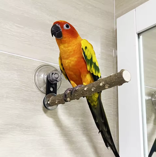 Houten Vogelbaars met Zuignap voor Raam, Spiegel en Douche – Natuurlijke Zitstok voor Huisdier Vogels